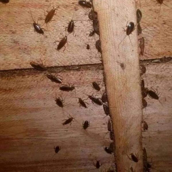 View of Effective Bed Bug Fumigation Services - Titossy Cleaning Services ...